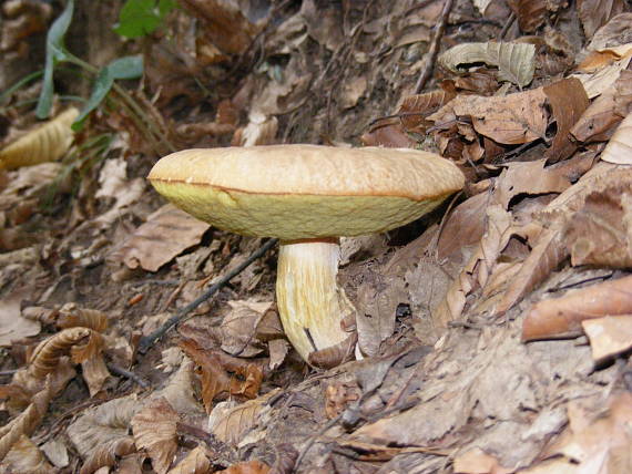 hríb jamkatý Hemileccinum depilatum (Redeuilh) Šutara