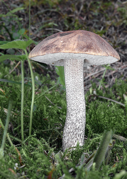 kozák brezový Leccinum scabrum (Bull.) Gray