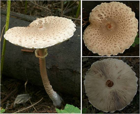 bedľa vysoká Macrolepiota procera (Scop.) Singer