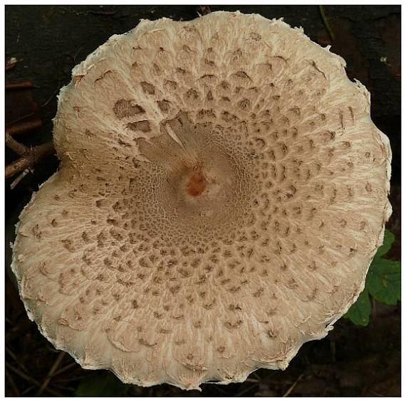 bedľa vysoká Macrolepiota procera (Scop.) Singer