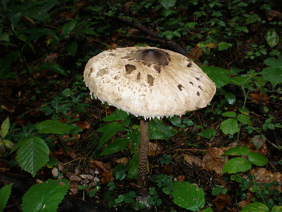 bedľa Macrolepiota sp.