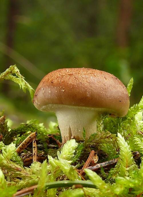 šupinovka Pholiota sp.