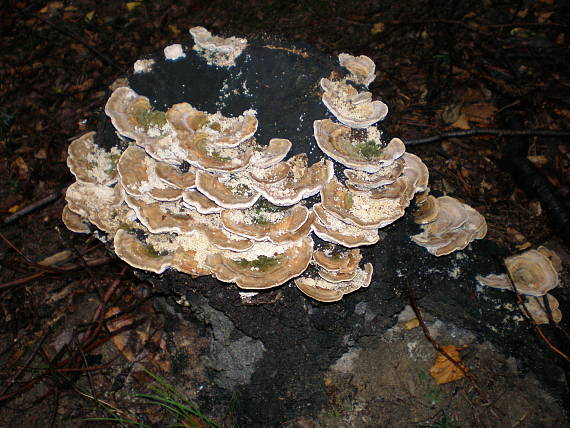 trúdnikovec hrbatý Trametes gibbosa (Pers.) Fr.