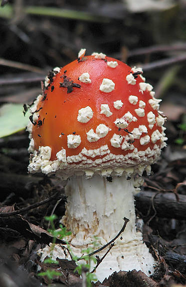 muchotrávka červená Amanita muscaria (L.) Lam.