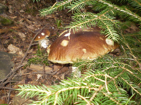 hríb smrekový Boletus edulis Bull.