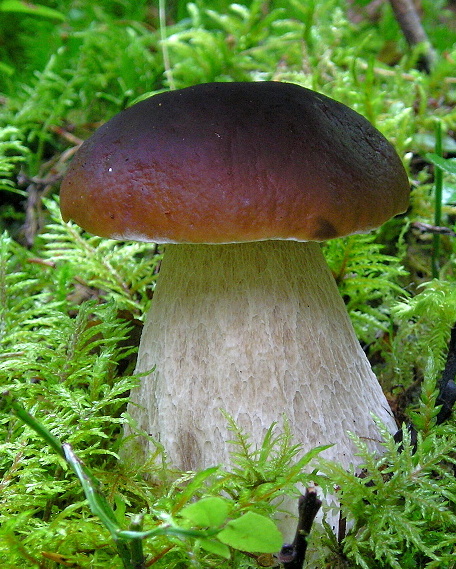 hríb smrekový Boletus edulis Bull.