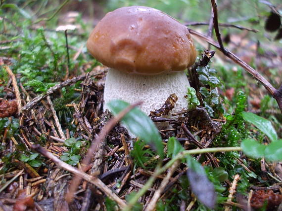 hríb smrekový Boletus edulis Bull.