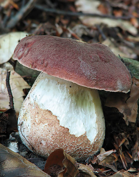 hríb sosnový Boletus pinophilus Pil. et Dermek in Pil.