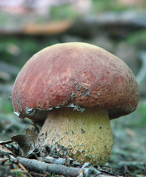 hríb sosnový Boletus pinophilus Pil. et Dermek in Pil.