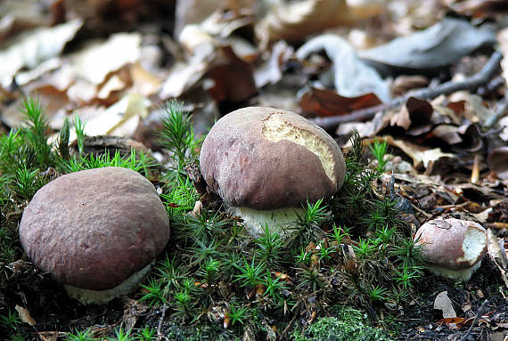 na stupni víťazov Boletus pinophilus Pil. et Dermek in Pil.