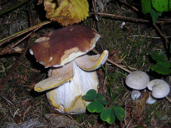 hríb a značkovač Boletus sp.