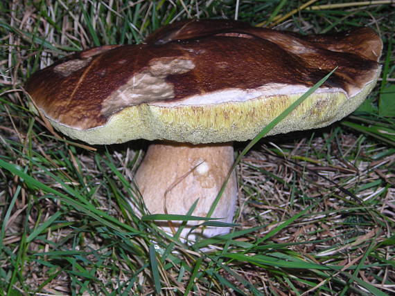 hríb "jeseňák" Boletus sp.