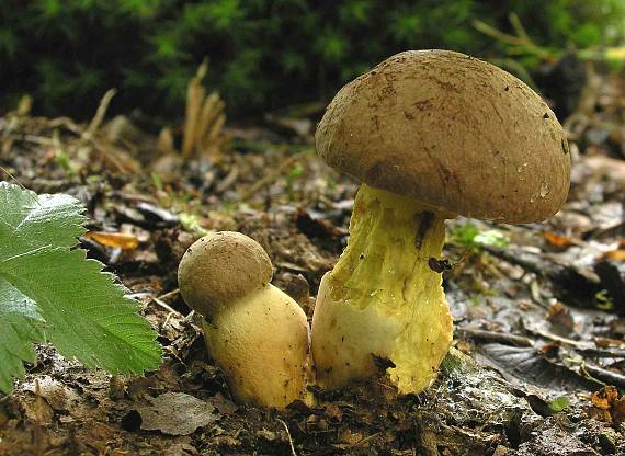 hríb príveskatý Butyriboletus appendiculatus (Schaeff. ex Fr.) Secr.