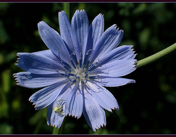 čakanka obyčajná Cichorium intybus L.