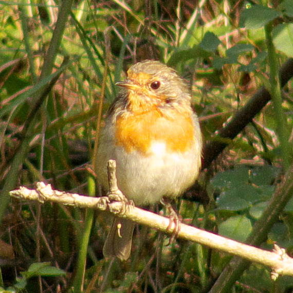 červienka obyčajná Erithacus rubecula