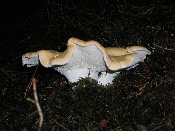 jelienka poprehybaná Hydnum repandum L.