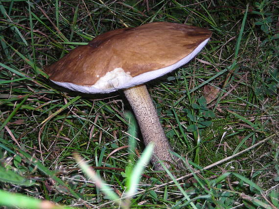 kozák brezový Leccinum scabrum (Bull.) Gray