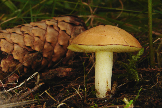 masliak zrnitý Suillus granulatus (L.) Roussel