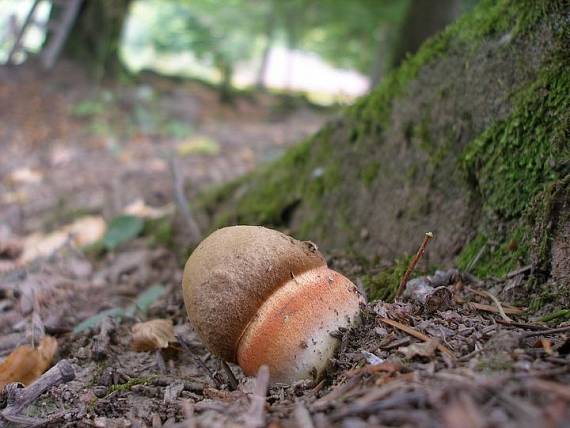 hríb zrnitohlúbikový Sutorius luridiformis (Rostk.) G. Wu & Zhu L. Yang