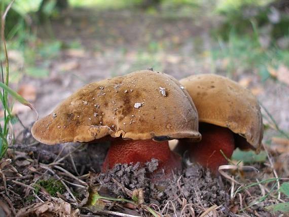 hríb zrnitohlúbikový Sutorius luridiformis (Rostk.) G. Wu & Zhu L. Yang