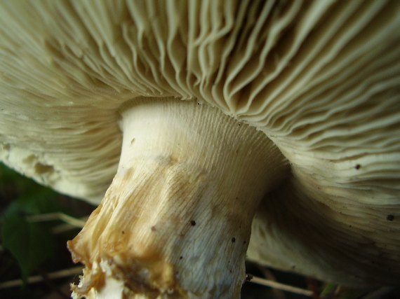 muchotrávka ostnatá Amanita echinocephala (Vittad.) Quél.