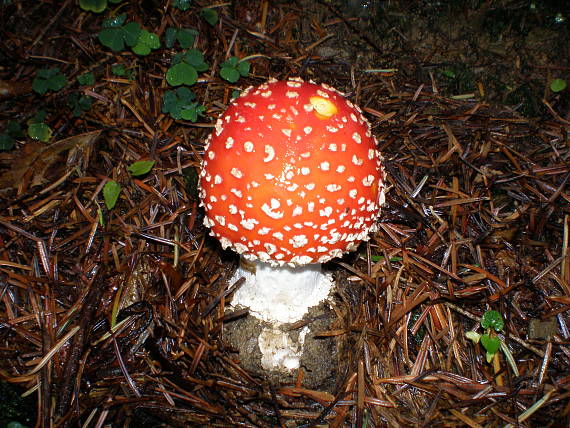 muchotrávka červená Amanita muscaria (L.) Lam.