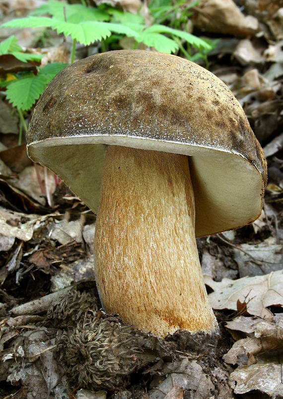 hríb bronzový Boletus aereus Bull. ex Fr.