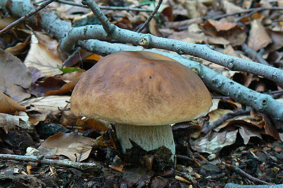 hríb smrekový Boletus edulis Bull.