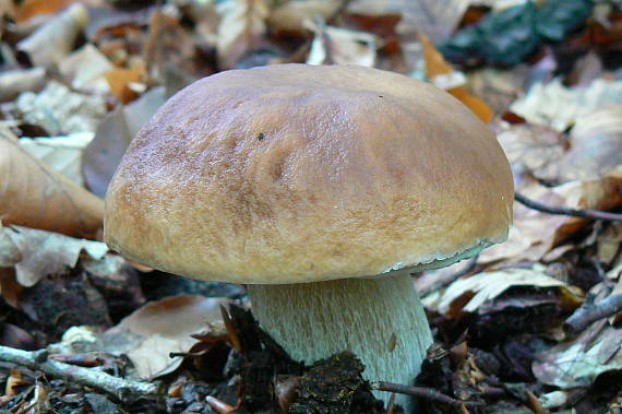 hríb smrekový Boletus edulis Bull.