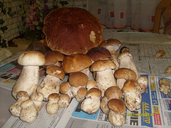 hríb smrekový Boletus edulis Bull.