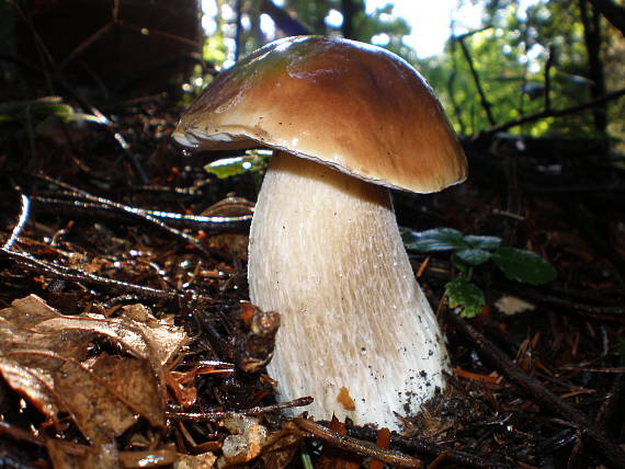 hríb smrekový Boletus edulis Bull.