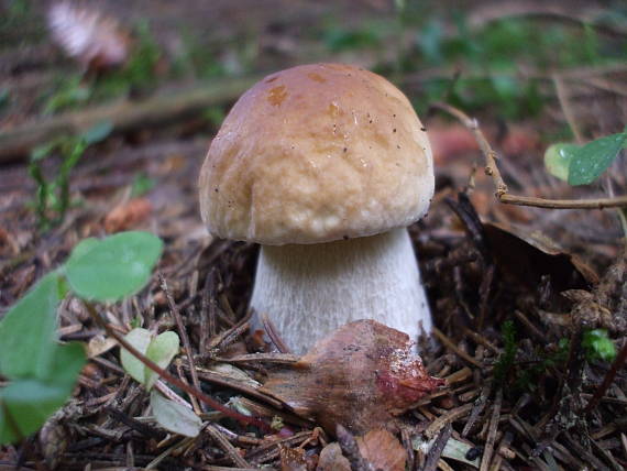 hríb smrekový Boletus edulis Bull.