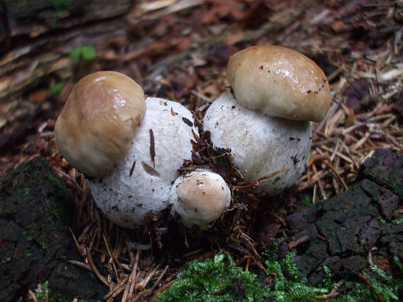 hríb smrekový Boletus edulis Bull.