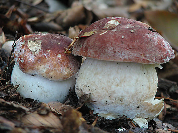 hríb sosnový Boletus pinophilus Pil. et Dermek in Pil.