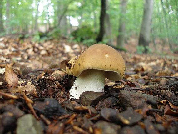 hríb dubový Boletus reticulatus Schaeff.