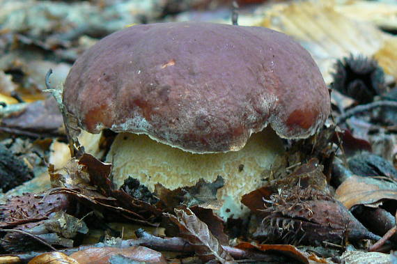 hríb sosnový Boletus sp.