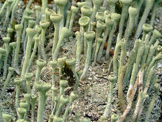 dutohlávka riasnatá Cladonia fimbriata