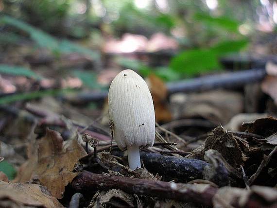 hnojník Coprinus sp.