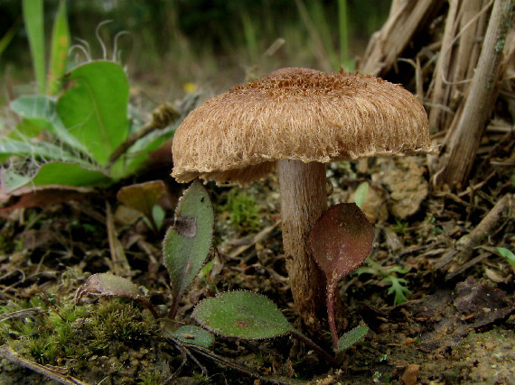 vláknica Inocybe sp.