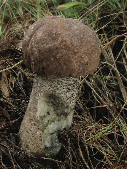 kozák Leccinum sp.