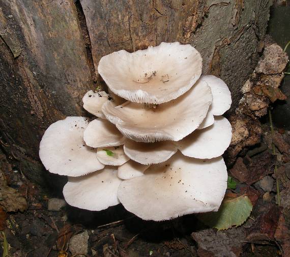 hliva ustricovitá Pleurotus ostreatus (Jacq.) P. Kumm.