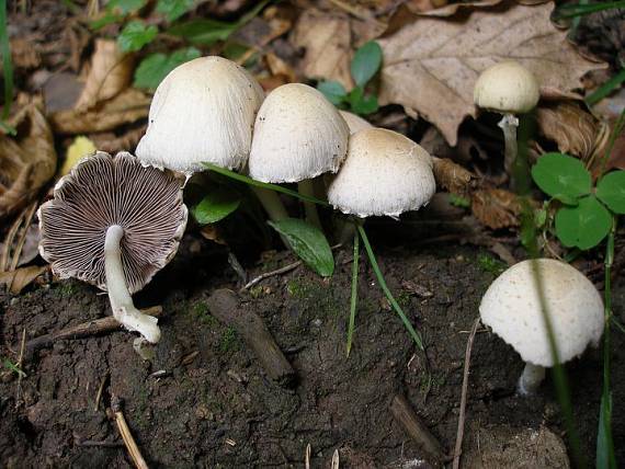 drobuľka Candolleova Psathyrella candolleana (Fr.) Maire