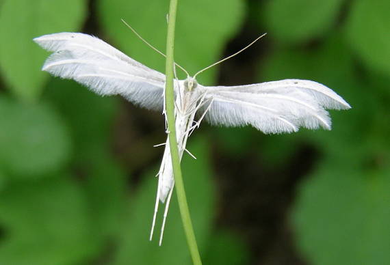 krehká krása Pterophorus pentadactyla L.