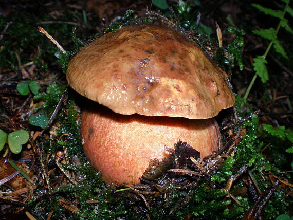 hríb zrnitohlúbikový Sutorius luridiformis (Rostk.) G. Wu & Zhu L. Yang