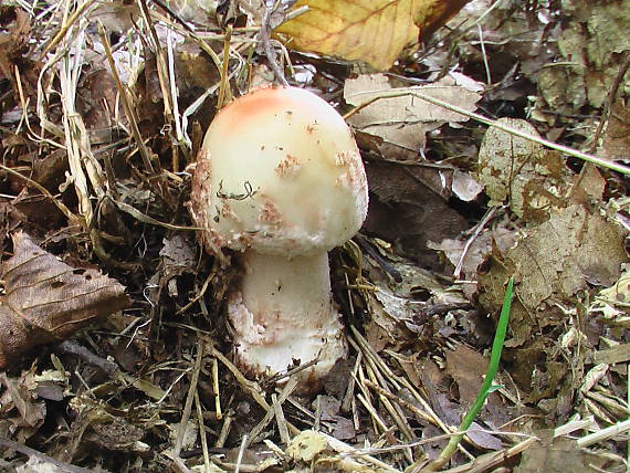 muchotrávka červenkastá Amanita rubescens Pers.