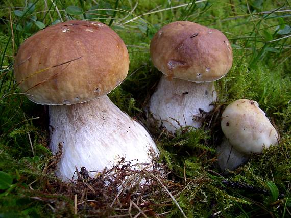 hríb smrekový Boletus edulis Bull.