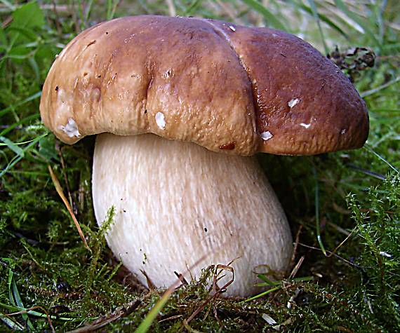 hríb smrekový Boletus edulis Bull.