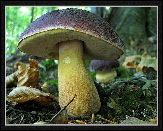 hríb sosnový Boletus pinophilus Pil. et Dermek in Pil.