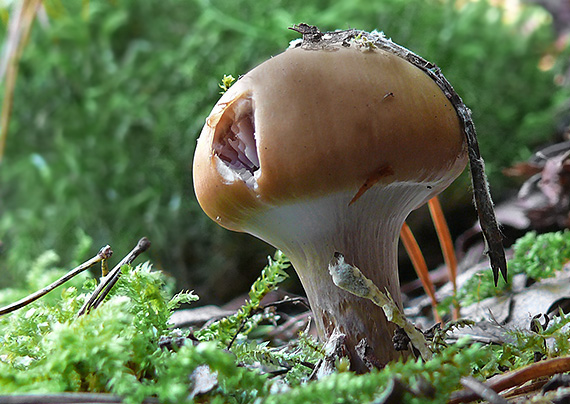 pavučinovec Cortinarius sp.