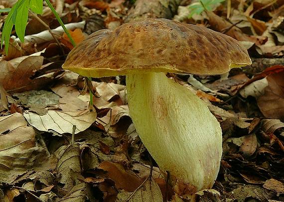 hríb jamkatý Hemileccinum depilatum (Redeuilh) Šutara